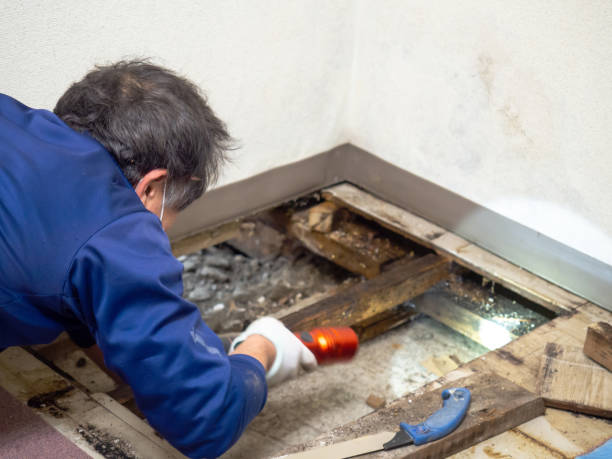 Best Attic Mold Remediation in Arroyo Seco, NM