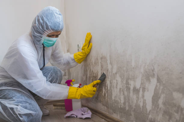 Best Crawl Space Mold Remediation in Arroyo Seco, NM