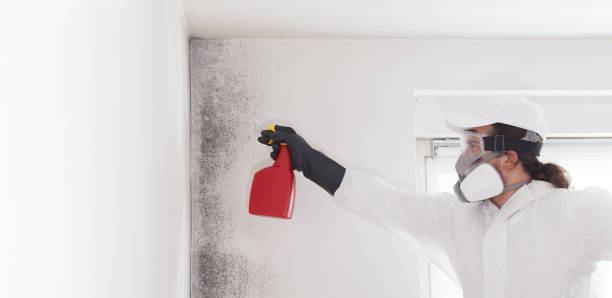 Best Industrial Mold Remediation in Arroyo Seco, NM
