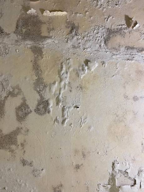 Best Commercial Mold Remediation in Arroyo Seco, NM
