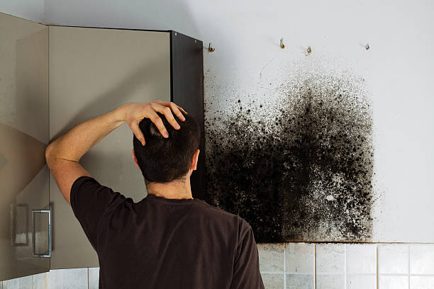 Best Health and Safety Mold Remediation in Arroyo Seco, NM