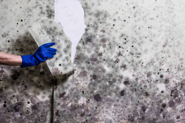 Best Preventive Mold Services in Arroyo Seco, NM