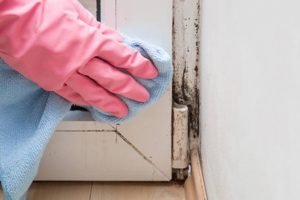 Best Black Mold Remediation in Arroyo Seco, NM